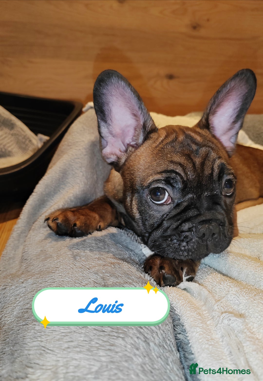 French Bulldog dogs for sale: 🌟 Beautiful French Bulldog Puppies  - Advert 8