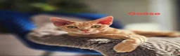 Devon Rex cats for sale: 💛 Beautiful Devon Rex Kittens 💛 - Advert 13