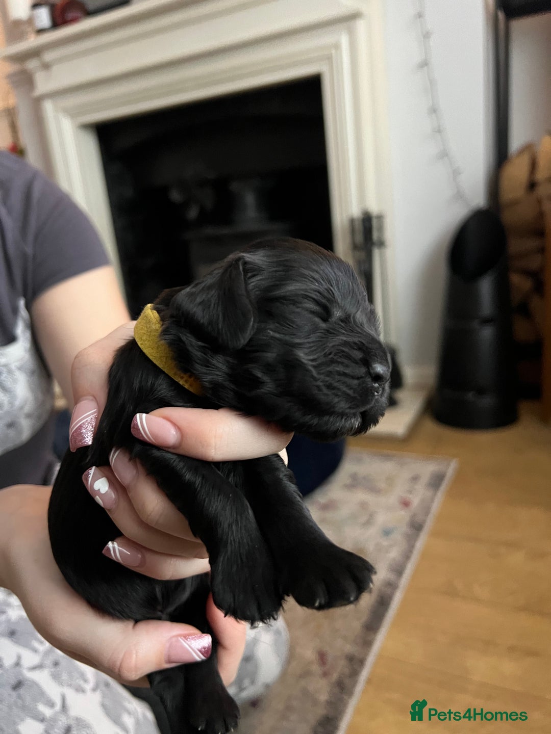 Cocker Spaniel dogs for sale: Show Cocker Spaniel Puppies - Advert 10