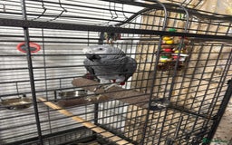Parrots birds for sale: African grey for sale  - Advert 1