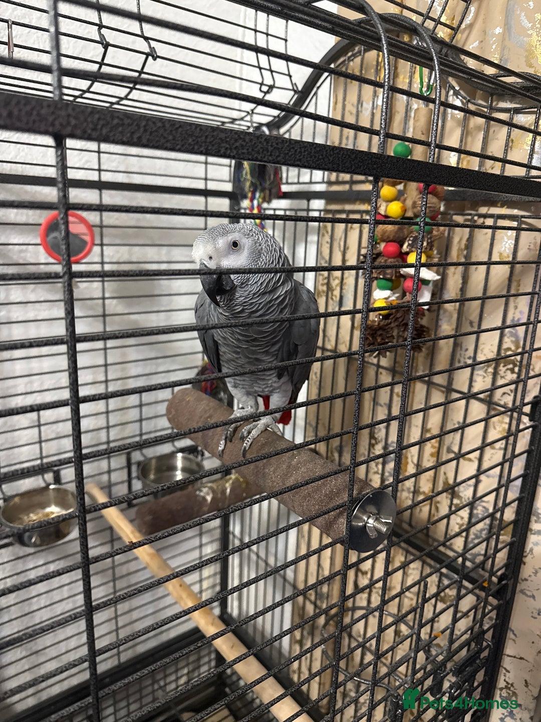 Parrots birds for sale: African grey for sale  - Advert 1