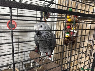 Parrots birds for sale: African grey for sale - Advert 1