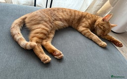 Domestic Shorthair cats for sale: Rehoming Ginger Tabby - Image 2