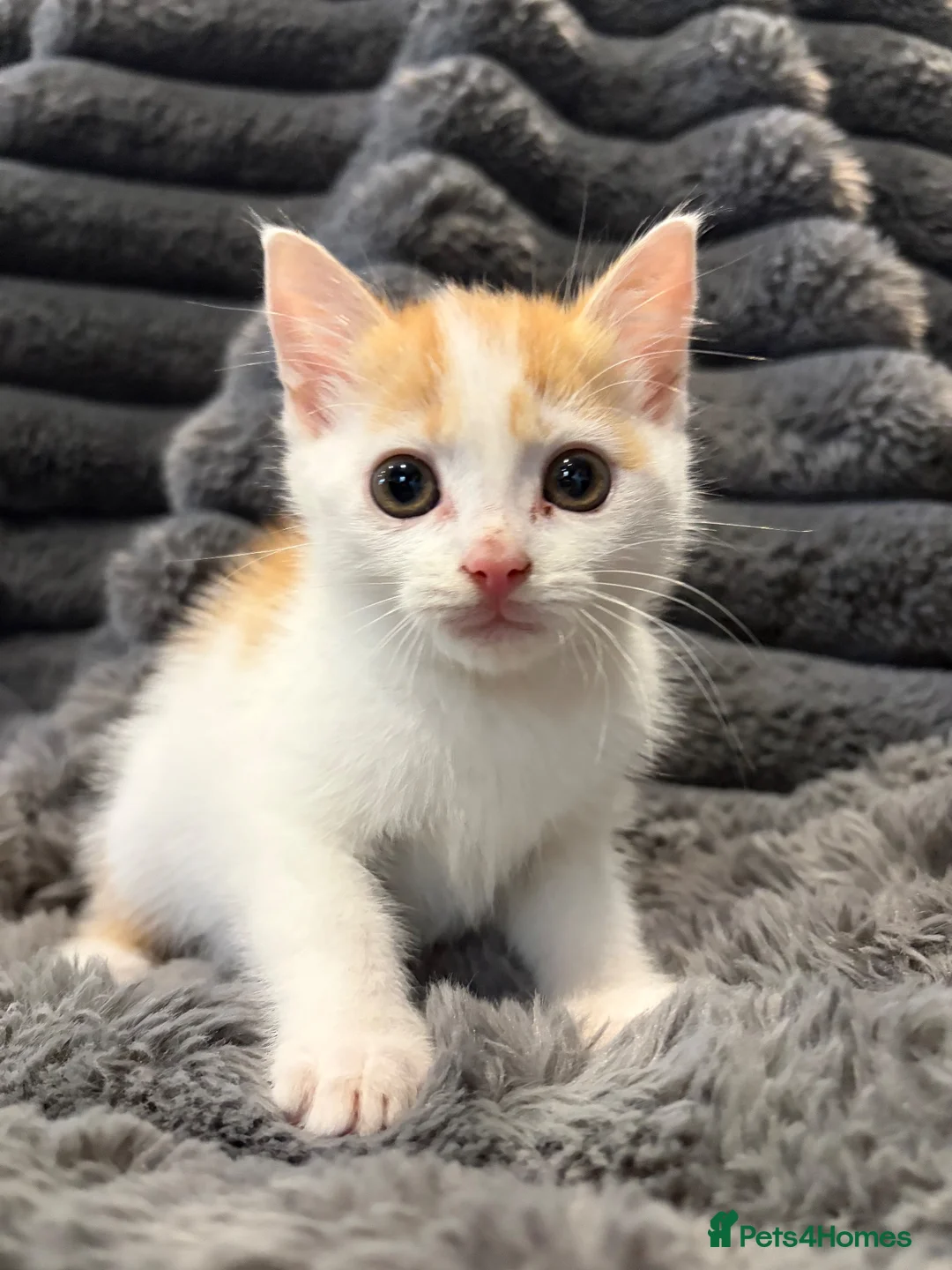 Mixed Breed cats for sale: 3 little kittens  - Advert 4