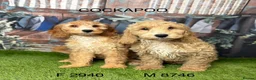 Cockapoo dogs for sale: Stunning Cockapoo Puppies  - Advert 3