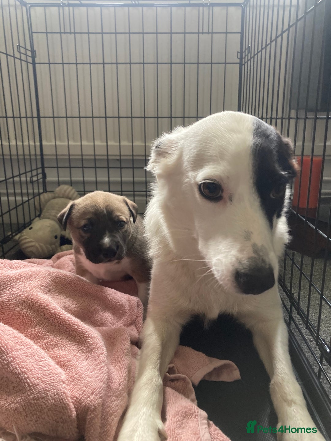Mixed Breed dogs for sale: Collie Doberman staff cross - Image 3