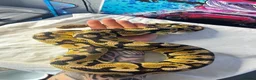 Snake reptiles for sale: Royal (ball) pythons, mixed morphs - Advert 1