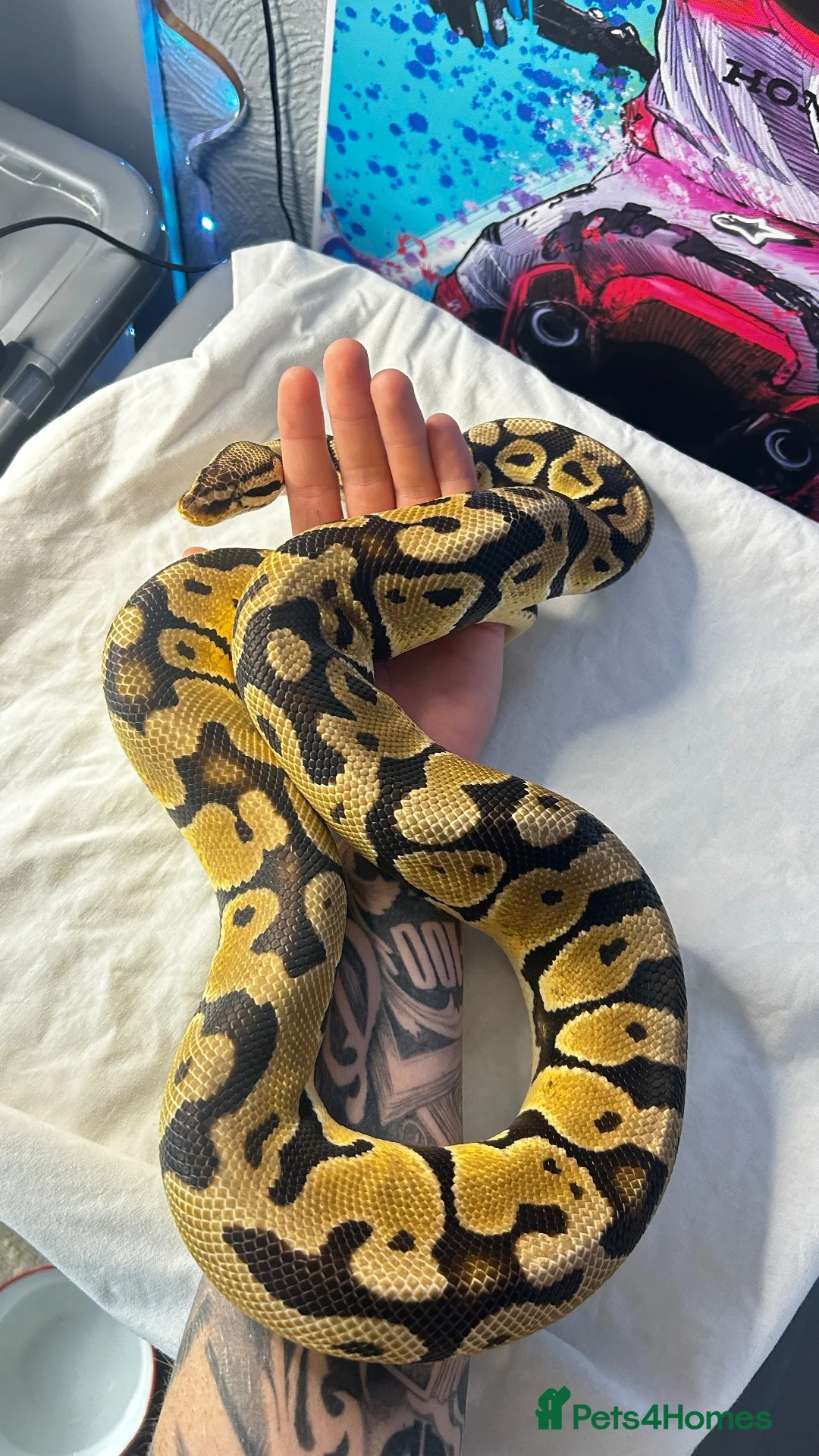 Snake reptiles for sale: Royal (ball) pythons, mixed morphs - Advert 1