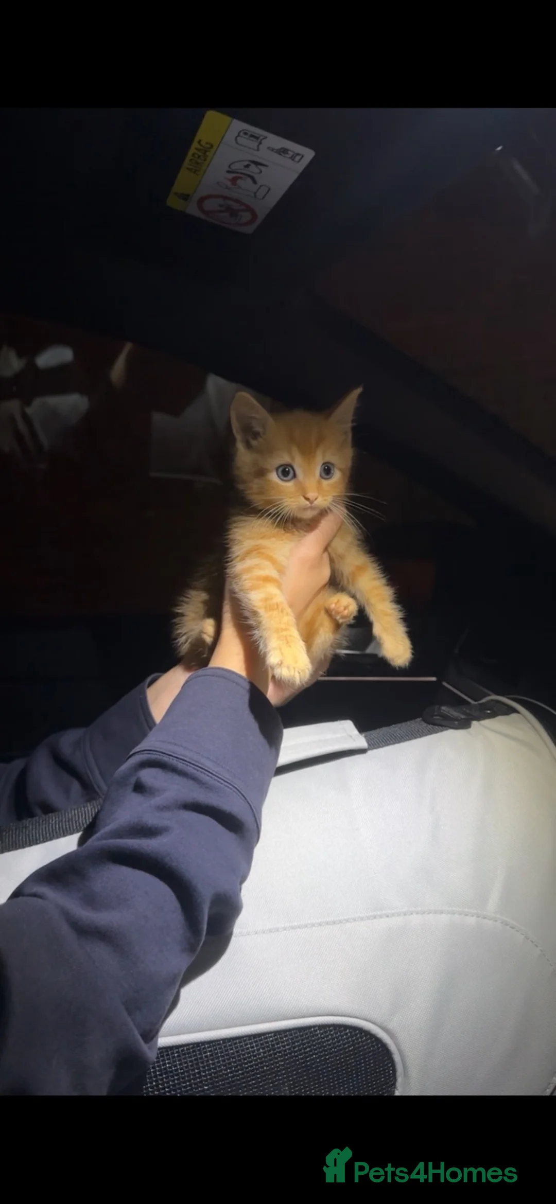 Domestic Shorthair cats for sale: Ginger Boy in Chelmsford - Advert 2