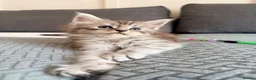 Maine Coon cats for sale: Champions- Bloodline Purebred Maine Coon Kittens - Advert 5