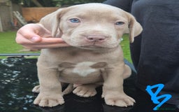 American Bully dogs for sale: American Bully Pups for sale - Image 39