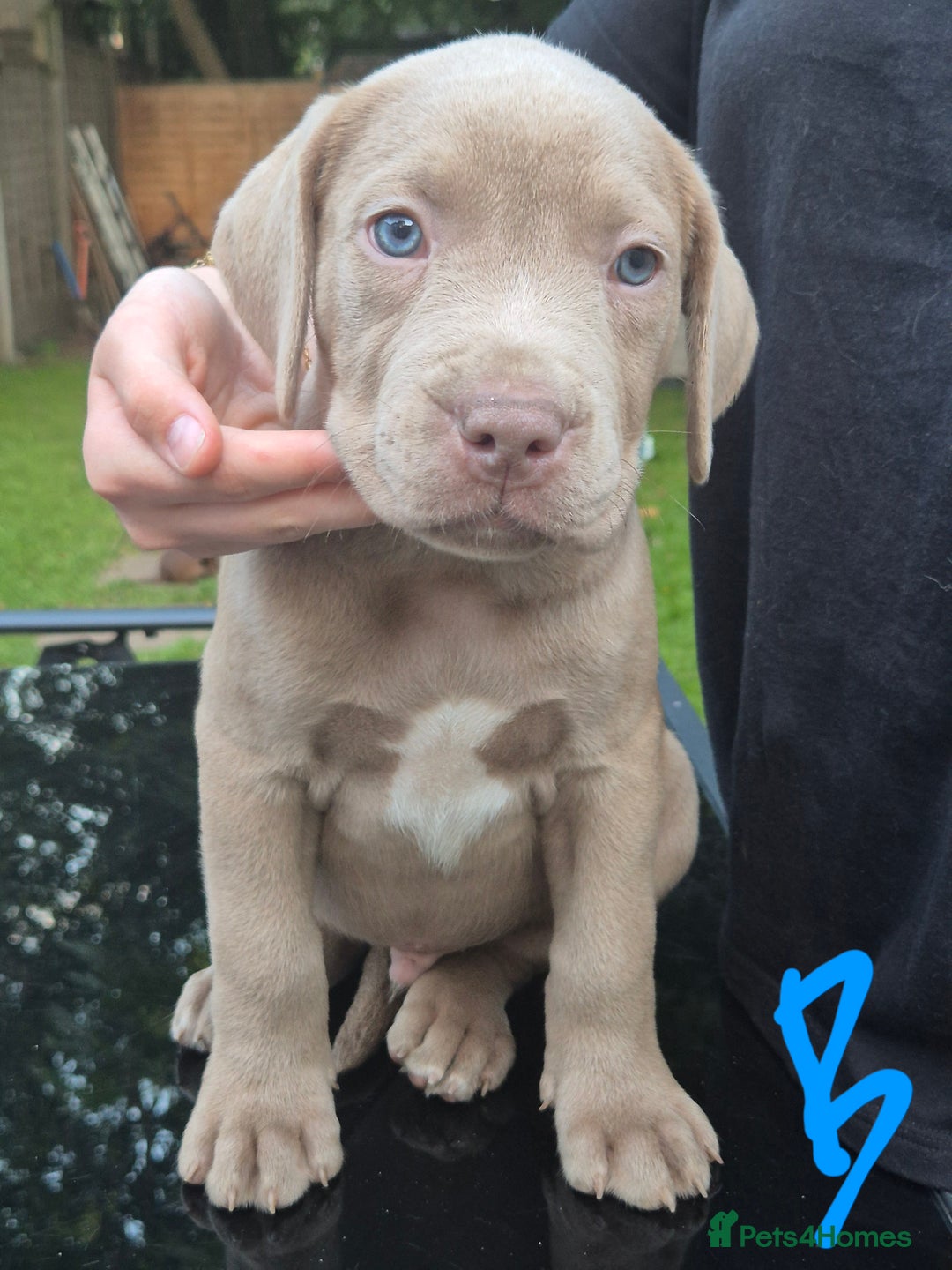 American Bully dogs for sale: American Bully Pups for sale - Image 39