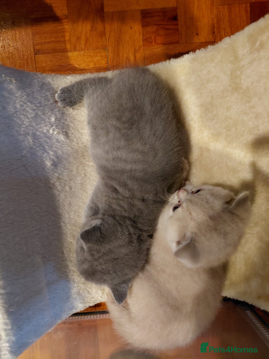 British Shorthair cats for sale: GCCF Registered Championship Line BSH Kittens - Advert 18