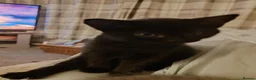 Mixed Breed cats for sale: 1 male 1 female kittens  - Advert 5