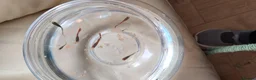 Live Bearers fish for sale: 6 Guppy / Endler-Type Tropical Fish in London - Advert 2