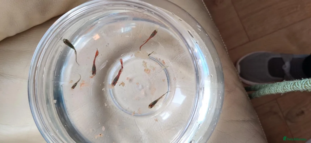 Live Bearers fish for sale: 6 Guppy / Endler-Type Tropical Fish in London - Advert 2