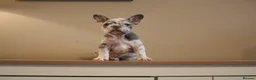 French Bulldog dogs for sale: Stunning Frenchie pups  - Advert 15