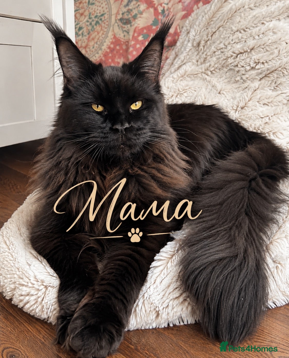 Maine Coon cats GCCF TICA 5 Gen Pedigree Champion Line Maine Coons - Advert 2