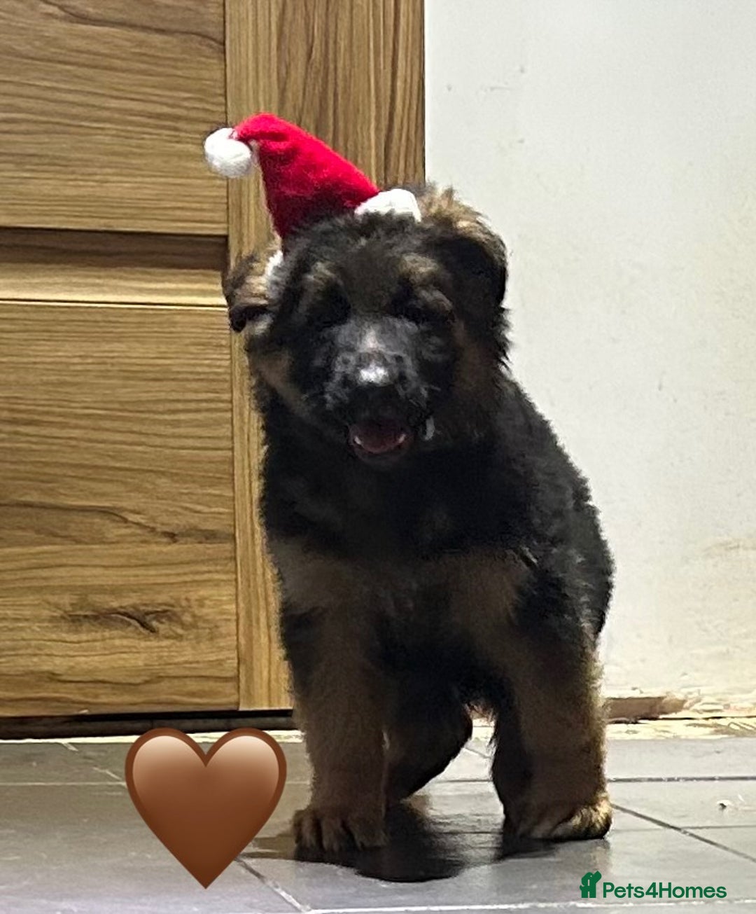 German Shepherd dogs for sale: Kc registered long haired GSD Puppy - Advert 18