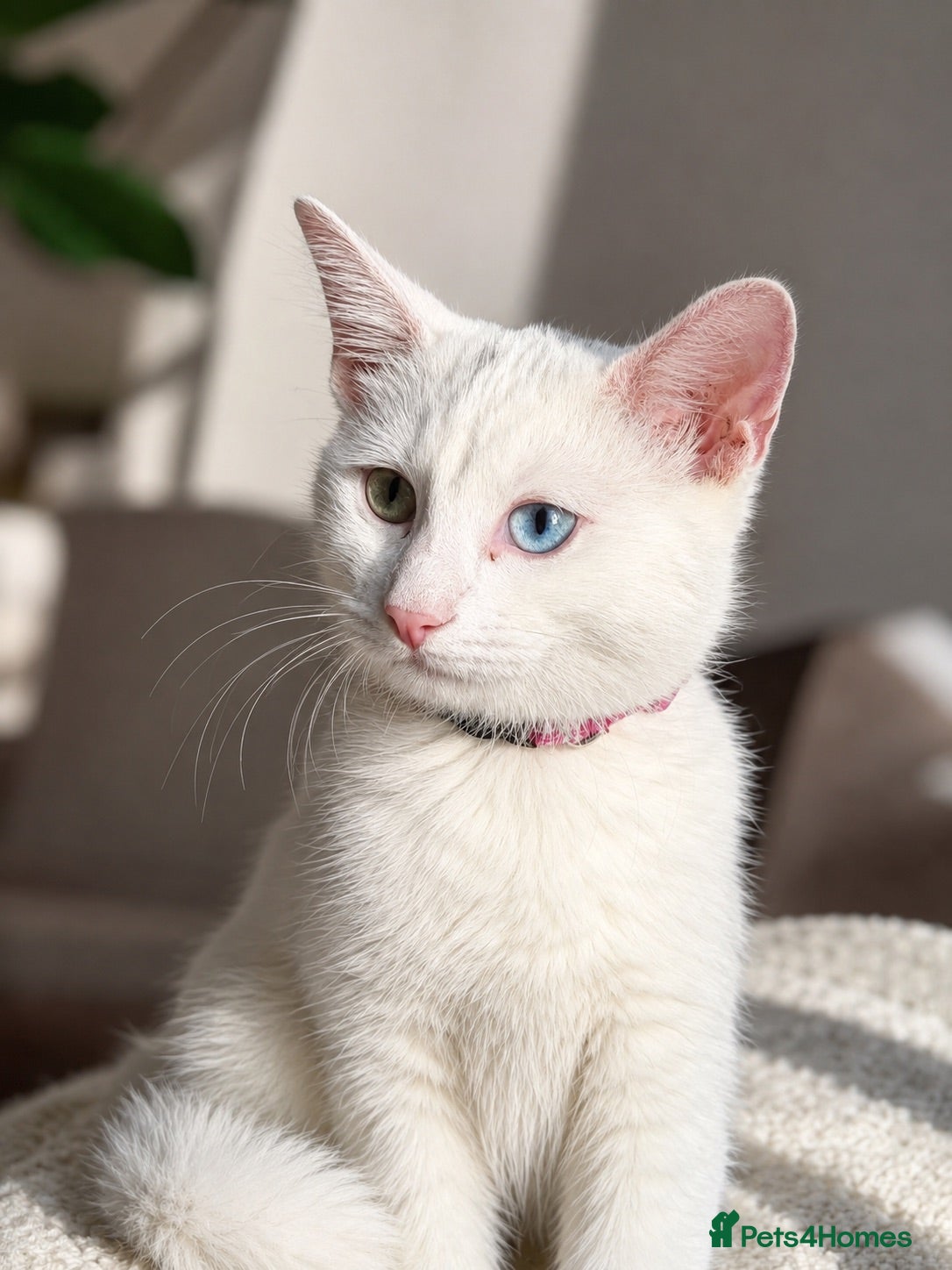 Turkish Angora cats beautiful cat - Advert 1