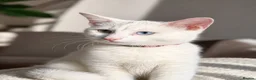 Turkish Angora cats for sale: beautiful cat - Advert 1