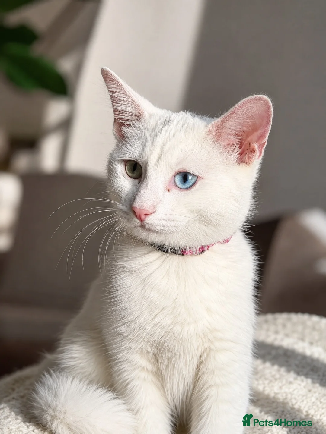 Turkish Angora cats for sale: beautiful cat - Advert 1
