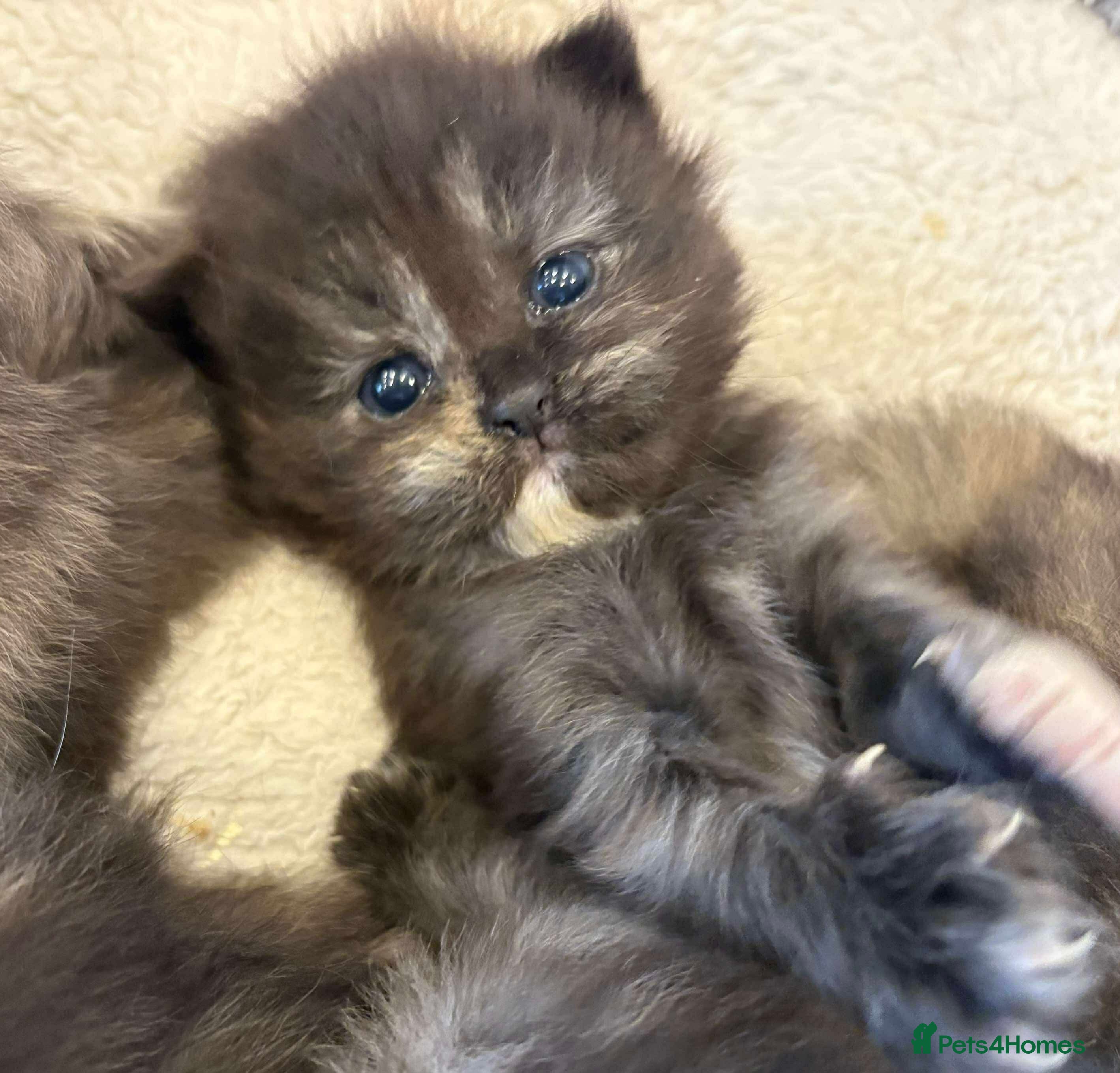 Persian cats Stunning litter of five female Perdolls - Advert 2