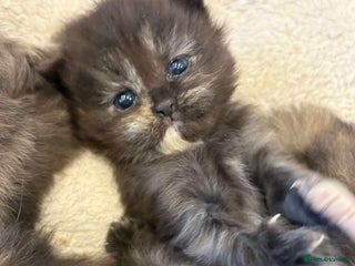 Persian cats Stunning litter of five female Perdolls - Advert 2