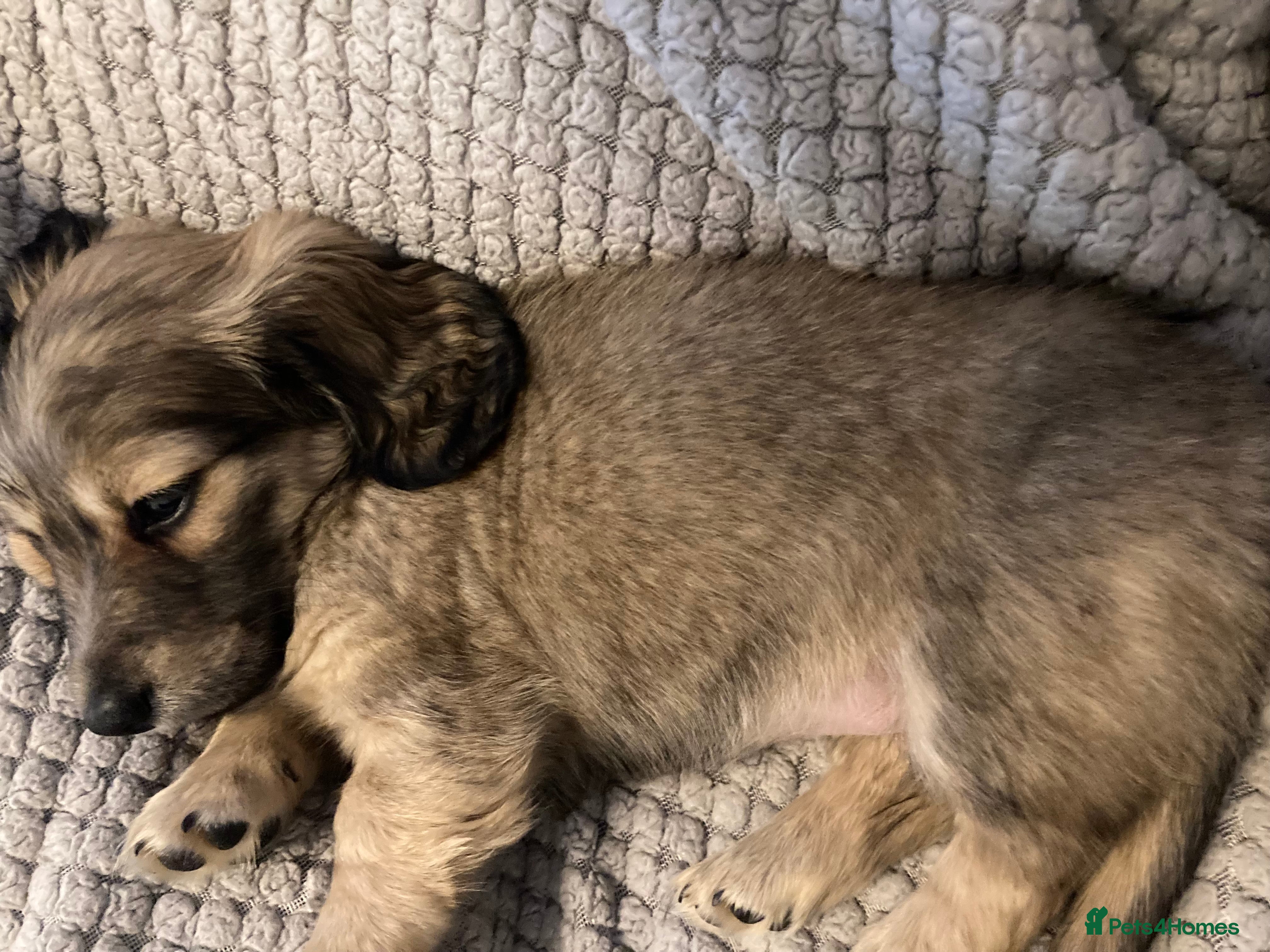 Miniature Dachshund dogs Long haired dachshund pups - Ready to leave  - Advert 9