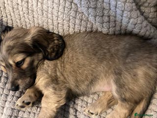 Miniature Dachshund dogs Long haired dachshund pups - Ready to leave - Advert 11