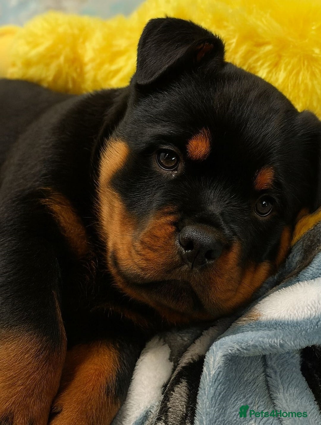 Rottweiler dogs for sale: Rottweiler Puppies for Sale – Loving Homes ! - Image 4