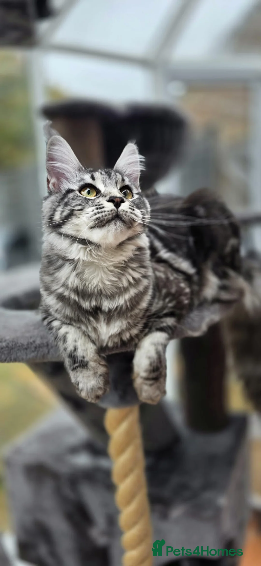 Maine Coon cats for sale: Beautiful mainecoon black silver classic - Advert 2