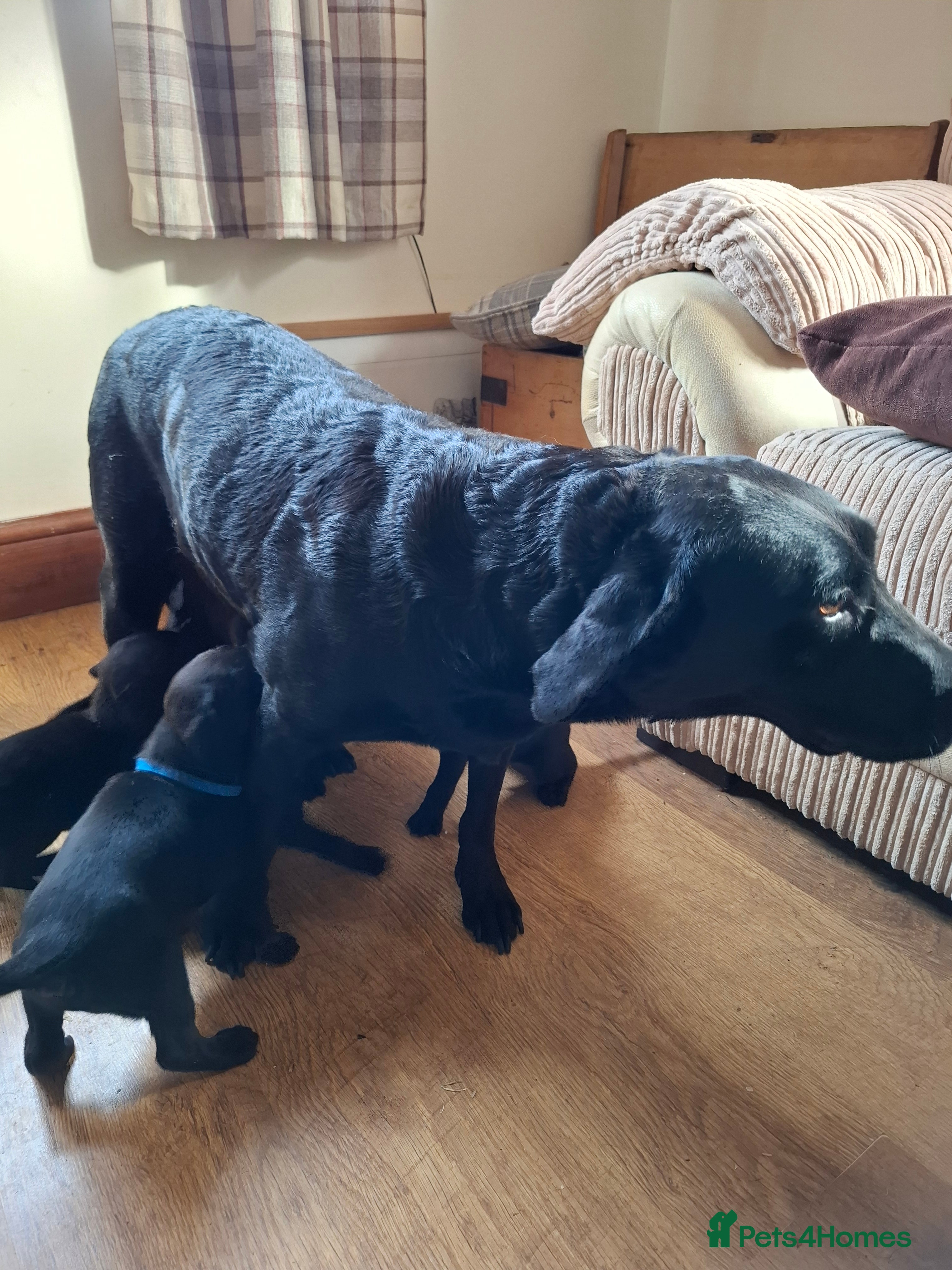 Labrador Retriever dogs LABRADOR PUPPIES FOR SALE  - Advert 1