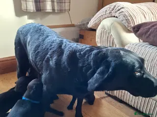 Labrador Retriever dogs LABRADOR PUPPIES FOR SALE - Advert 1