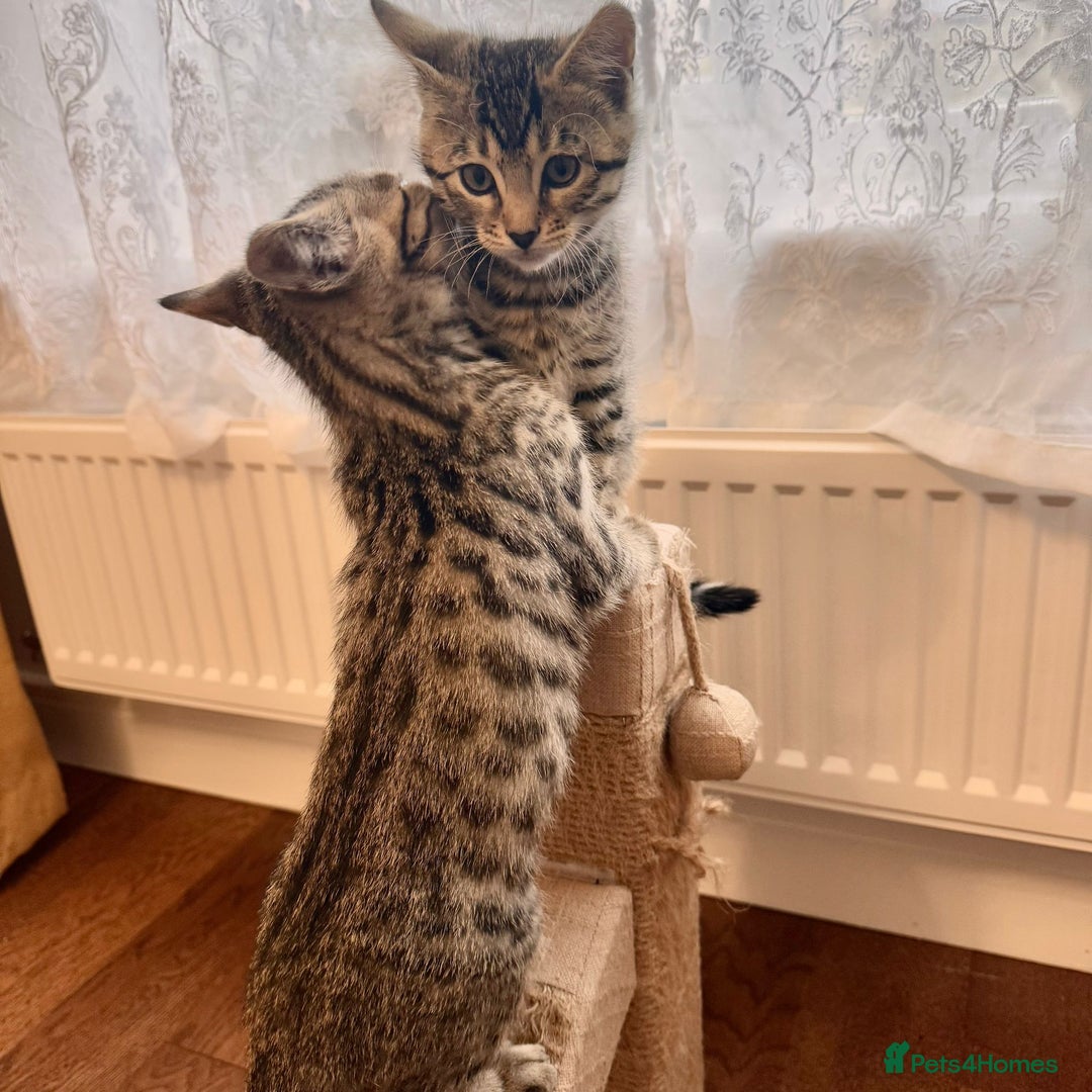 Bengal cats for sale: Sweet kittens - Image 9