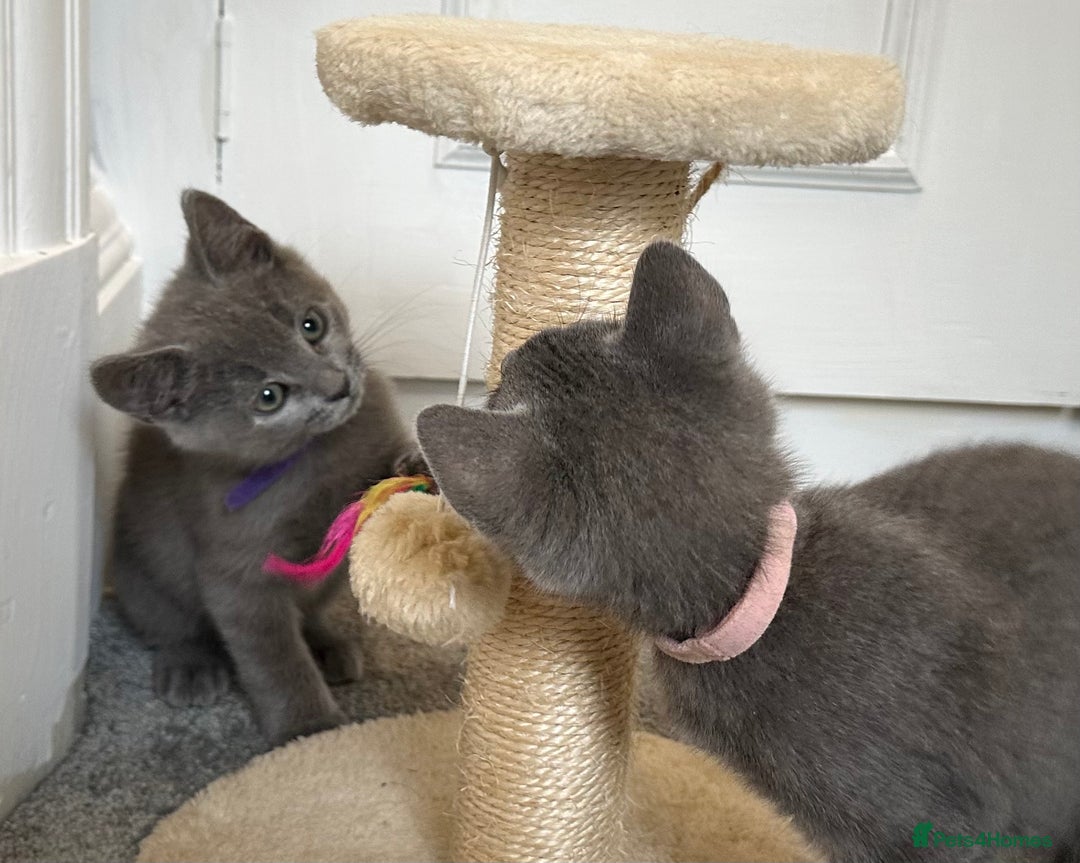 Russian Blue cats for sale: Russian Blue Kittens  - Image 7