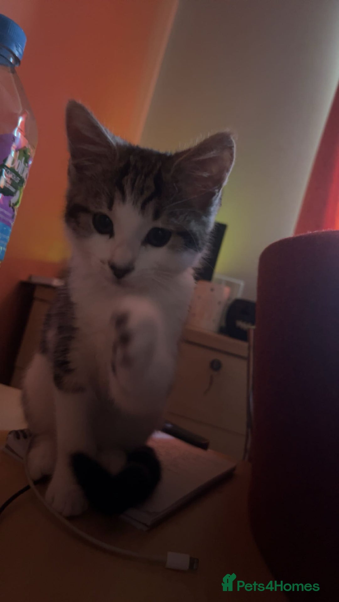 Mixed Breed cats for sale: Kitten for sale - Advert 1