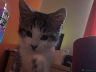 Mixed Breed cats Kitten for sale - Advert 2