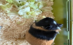 Guinea Pig rodents for sale: Two female guinea pigs  - Image 5