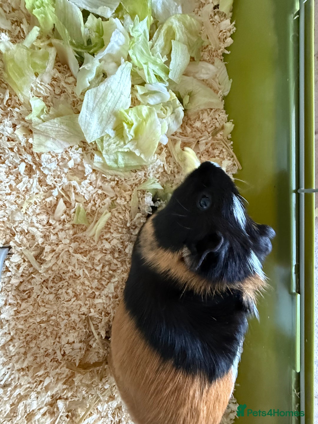 Guinea Pig rodents for sale: Two female guinea pigs  - Image 5