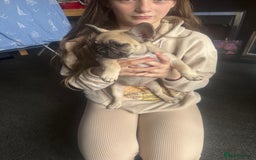 French Bulldog dogs for sale: French bulldog puppies - Image 12
