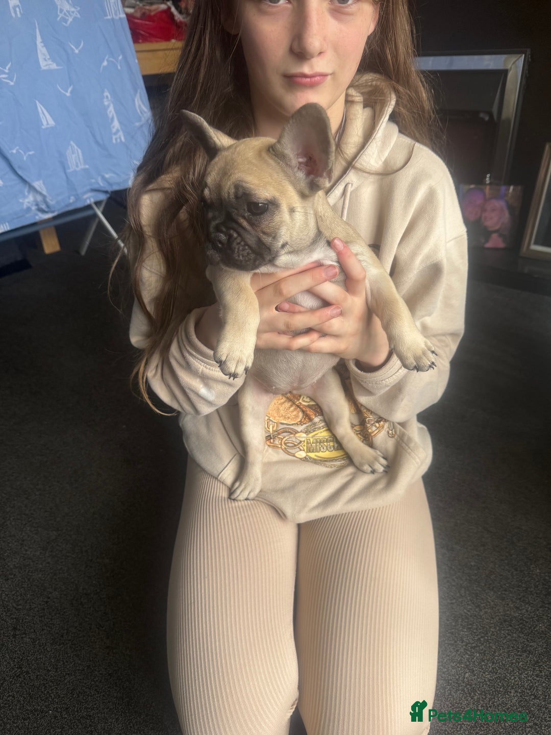 French Bulldog dogs for sale: French bulldog puppies - Image 12