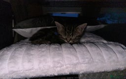 Domestic Shorthair cats for sale: Tabby and Black & white Kitten Ready to go!  - Image 8
