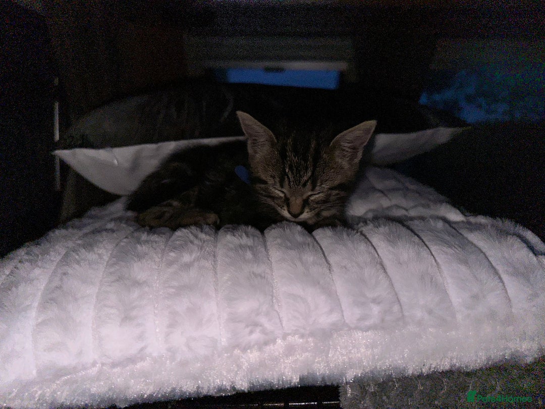 Domestic Shorthair cats for sale: Tabby and Black & white Kitten Ready to go!  - Image 8