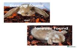 French Lop rabbits for sale: AtoB Lop Heaven - Image 10