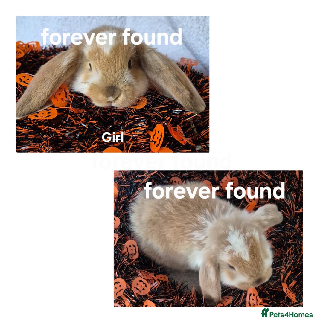 French Lop rabbits for sale: AtoB Lop Heaven - Image 10