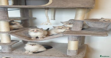 Ragdoll cats 💗Beautiful GCCF registered Ragdoll Kittens. - Advert 13