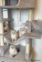 Ragdoll cats 💗Beautiful GCCF registered Ragdoll Kittens. - Advert 3