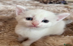 Mixed Breed cats for sale: 5 x gorgeous mixed kittens (4 left) - Image 15