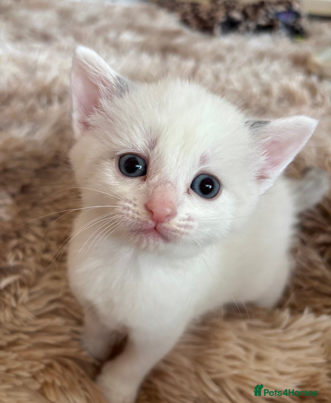Mixed Breed cats for sale: 5 x gorgeous mixed kittens (4 left) - Image 15